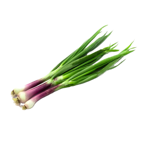 Cebolla de verdeo